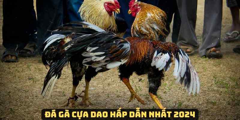 Phân tích hình thức đá gà cựa dao tại nhà cái KO666