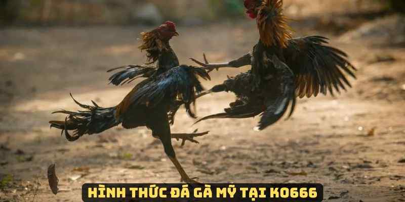 Chi tiết hình thức đá gà Mỹ tại chuyên mục đá gà KO666